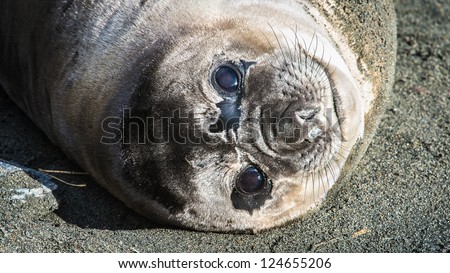 Atlantic sea lion looks with full eyes. South Georgia, South Atlantic Ocean.