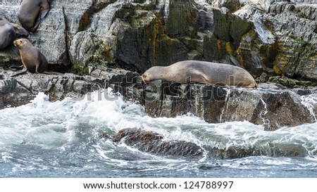 Sea lions over the rock of the  the Beagle Channel, a strait in the archipelago island chain of Tierra del Fuego on the extreme southern tip of South America partly in Chile and partly in Argentina