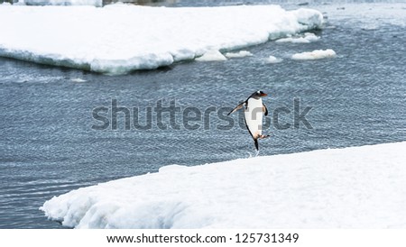 Little Gentoo jumps into the water in Antarctica