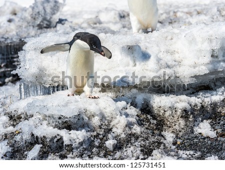 Adelie penguin is about to jump down from an ice hill, in Antarctica.