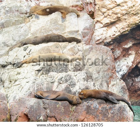 Sea lions form Ballestas Islands sleep over the rocks