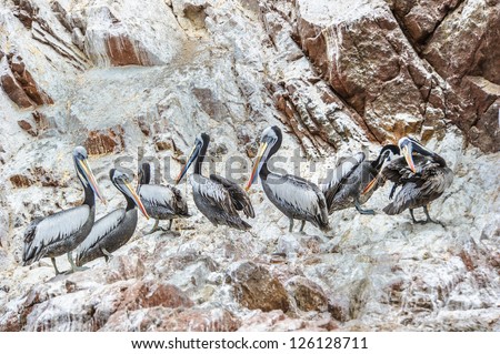 South American pelicans, Peru, South America