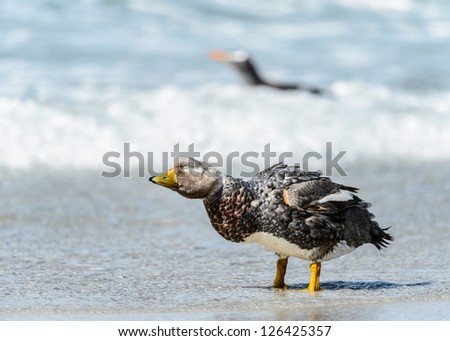 Crested Duck (Lophonetta specularioides) clean teeth