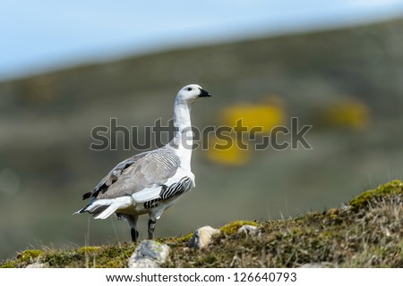 Magellan Goose (Chloephaga picta) in Falkland Islands