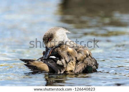 Crested Duck (Lophonetta specularioides) in the water, a species of duck native to South America. Falkland Islands.