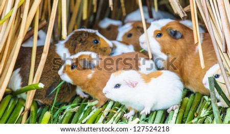 Cavy, Guinea pigs