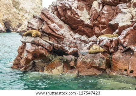 Sea lions sleeps over the rock