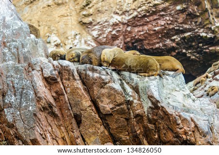 Group of South American sea lions sleep over the rock in Ballestas Islands, Peru, South America