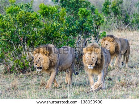 Group of lions walk over the jungle