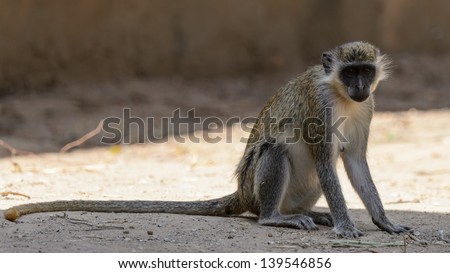 Monkey with the long tail on the ground