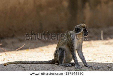 Monkey with the long tail on the ground