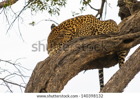 African leopard lays on the tree and tries to sleep