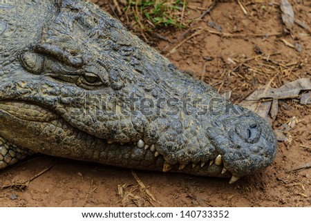 Portrait of a Nile crocodile (Crocodylus niloticus), an African crocodile and the second largest extant reptile in the world, after the saltwater crocodile.