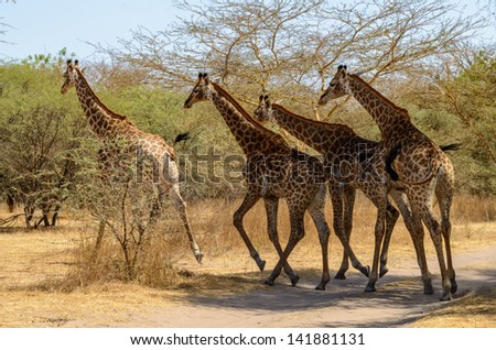 Four running giraffes