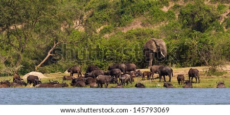 Elephant walks to the river but it\'s occupied by the bulls