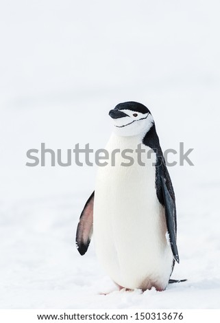 Cute penguins on the snow