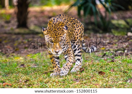 Scary leopard walks for hunt in the jungle