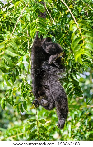 Adult funny monkey jumps on the tail on the branch of the tree