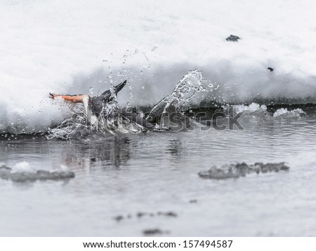 Gentoo penguin (Pygoscelis papua) drinks the water and falls down into the water