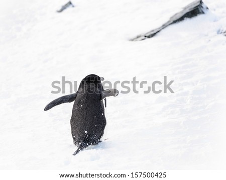 Chinstrap Penguin (Pygoscelis antarctica) jumps happily
