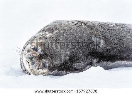 Sea lion sleeps on the snow