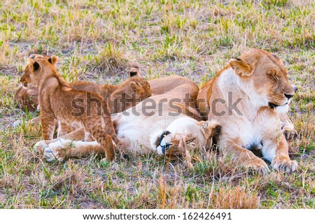 Family of lions sleeps on the grass
