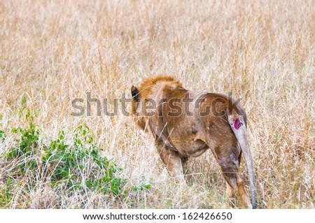 Gorgeous lion walks over the savanna for hunting