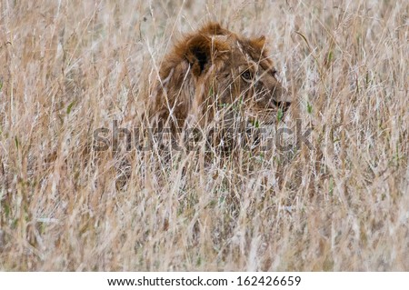 Lion hides in the high grass preparing to attack during the hunting