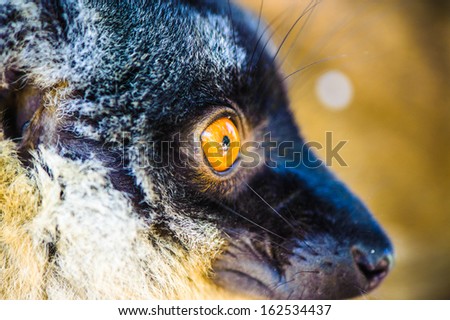 Orange eye of a lemur