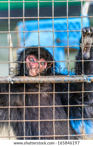 Spider monkey closed in the cell in the zoo