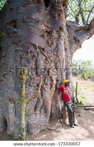 KARA, TOGO - MARCH 7, 2012: Unidentified Togolese man stays near the huge tree in Togo, Mar 7, 2012. People in Togo suffer of poverty due to unstable economical situation