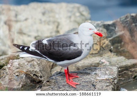 Sea gull on the coast of the sea
