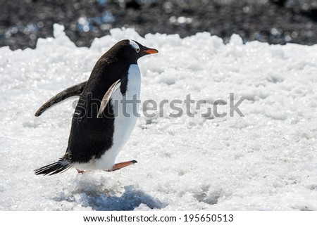 Gentoo Penguin (Pygoscelis papua) runs over the snow in Antarctica