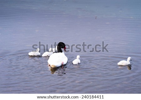 Family of swans with black neck and white body as husband and white and completely white swans as the children
