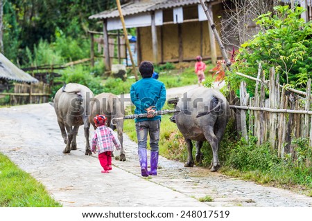 TA PHIN, LAO CAI, VIETNAM - SEP 21, 2014:  Unidentified Red Dao people walk with bulls. Red Dao is one of the minority ethnic groups in Vietnam