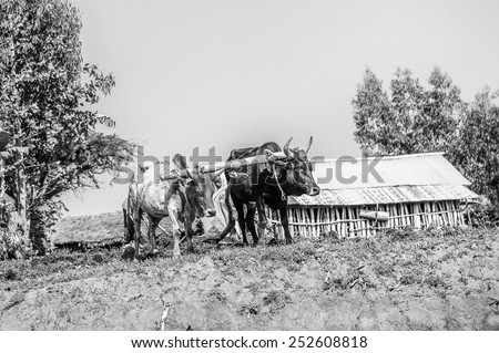 OMO, ETHIOPIA - SEPTEMBER 21, 2011: Unidentified Ethiopian woman and the cows. People in Ethiopia suffer of poverty due to the unstable situation