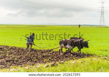 OMO, ETHIOPIA - SEPTEMBER 19, 2011: Unidentified Ethiopian man and a cow.  People in Ethiopia suffer of poverty due to the unstable situation