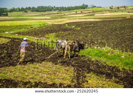 OMO, ETHIOPIA - SEPTEMBER 21, 2011: Unidentified Ethiopian man and the cows. People in Ethiopia suffer of poverty due to the unstable situation