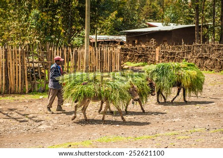 OMO, ETHIOPIA - SEPTEMBER 19, 2011: Unidentified Ethiopian man walks with donkey with grass. People in Ethiopia suffer of poverty due to the unstable situation
