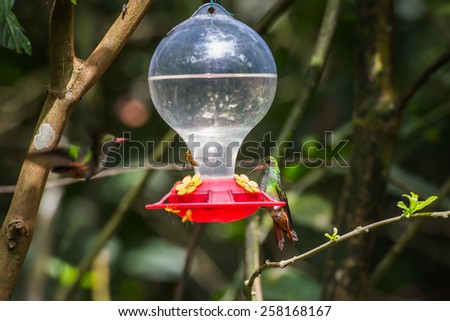 Humming bird in Ecuador