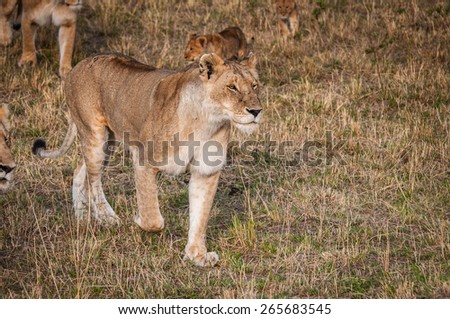 Lioness and her little lion cubs in Kenya