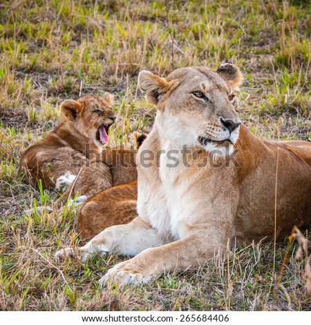 Lioness and her little lion cubs