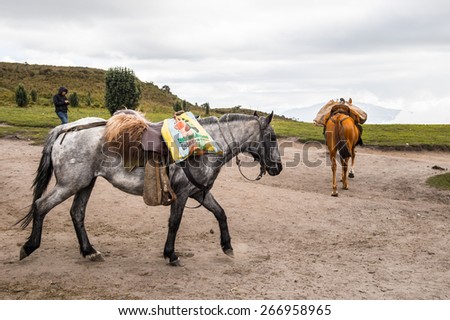 QUITO, ECUADOR - JAN 4, 2015: Beautiful Ecuadorian horses walk loaded with a charges. In Ecuador the horses are used to transport different charges over the mountains