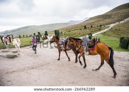 QUITO, ECUADOR - JAN 4, 2015: Beautiful Ecuadorian horses walk loaded with a charges. In Ecuador the horses are used to transport different charges over the mountains