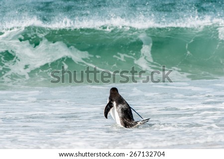 Little gentoo penguin under the waves in Antarctica