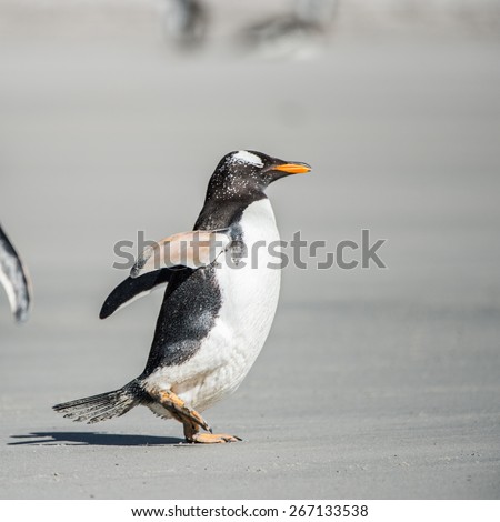 Funny gentoo penguin