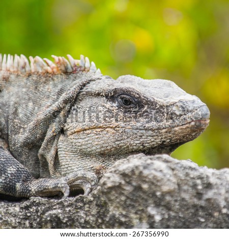 Mexican iguana lying on the stone