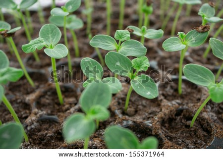 Melon, cucumber or cucumbid seedling in pod or plastic tray