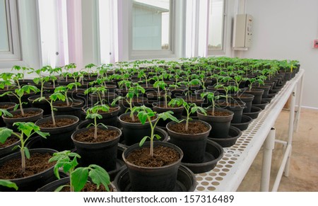 The tomato plant transplant to  the pot for disease testing, virus, bacteria.