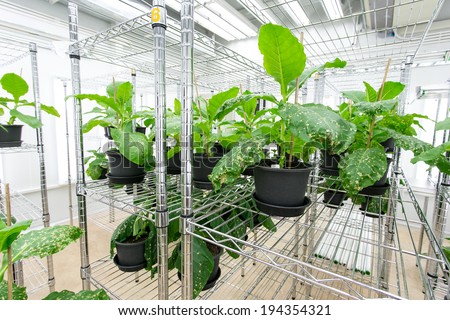 Tobacco plant for disease testing.
